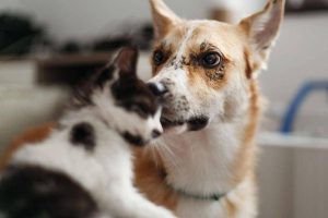 Carcere e multe per chi maltratta gli animali, da oggi in vigore legge Brambilla