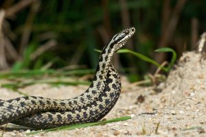 Morso di vipera, cosa fare? “Calma primo antidoto per non diffondere il veleno”