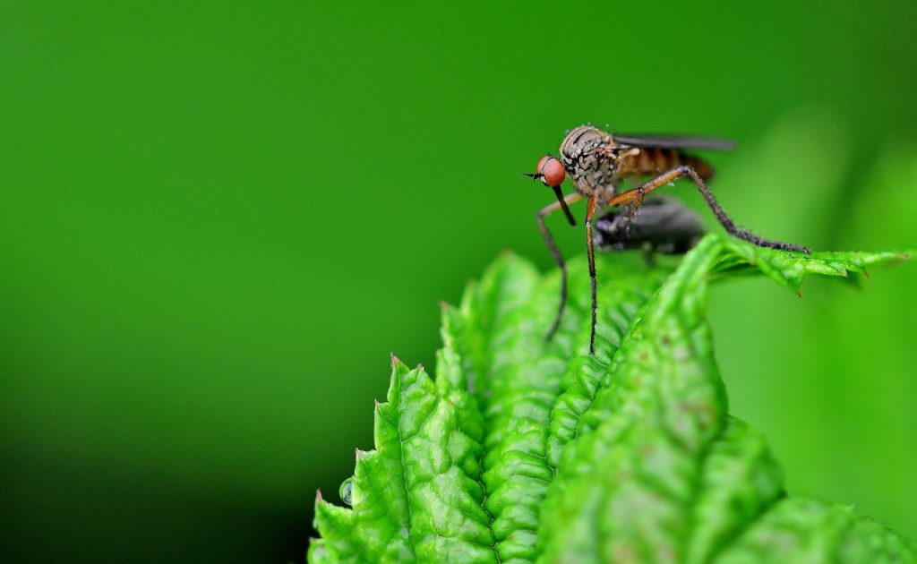 insect-4276175_1280