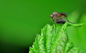 insect-4276175_1280
