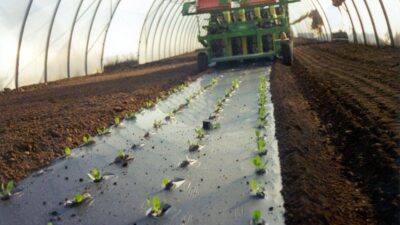 Agricoltura telo Mater Bi ammendante inorganico secondo Regolamento Ue