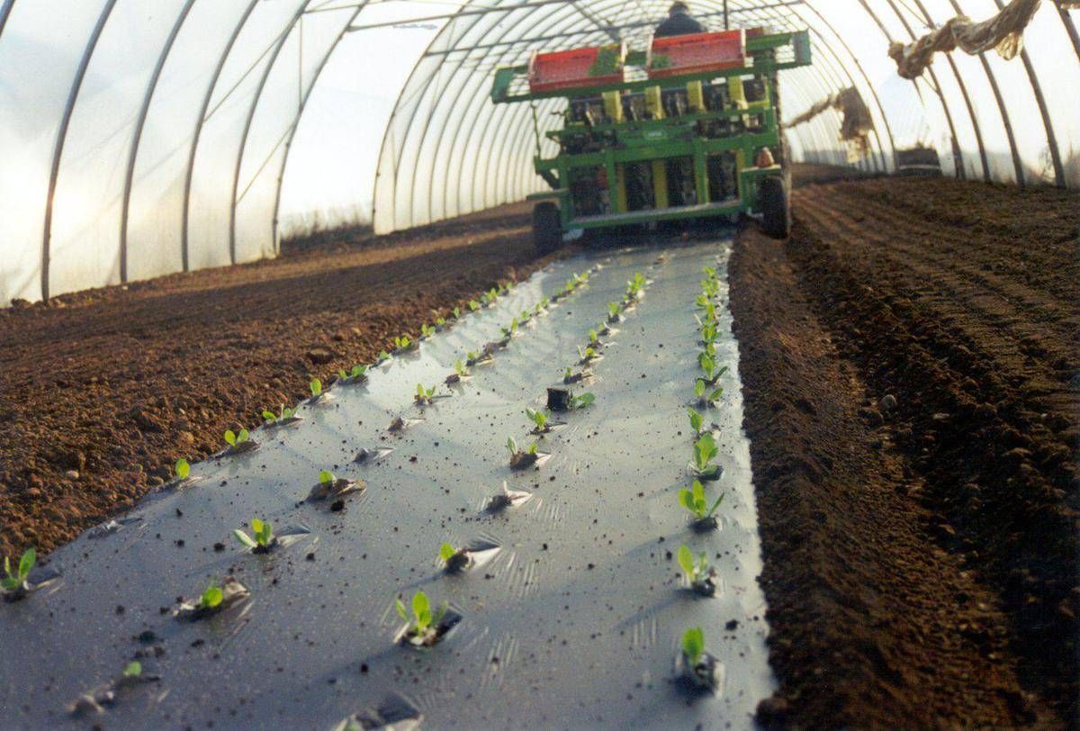 Agricoltura telo Mater Bi ammendante inorganico secondo Regolamento Ue