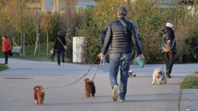 Cani tumori cerebrali e artrosi cura innovativa con staminali