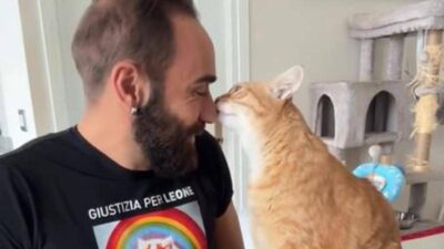 Come accarezzare i gatti ecco la ricetta infallibile per farsi amare