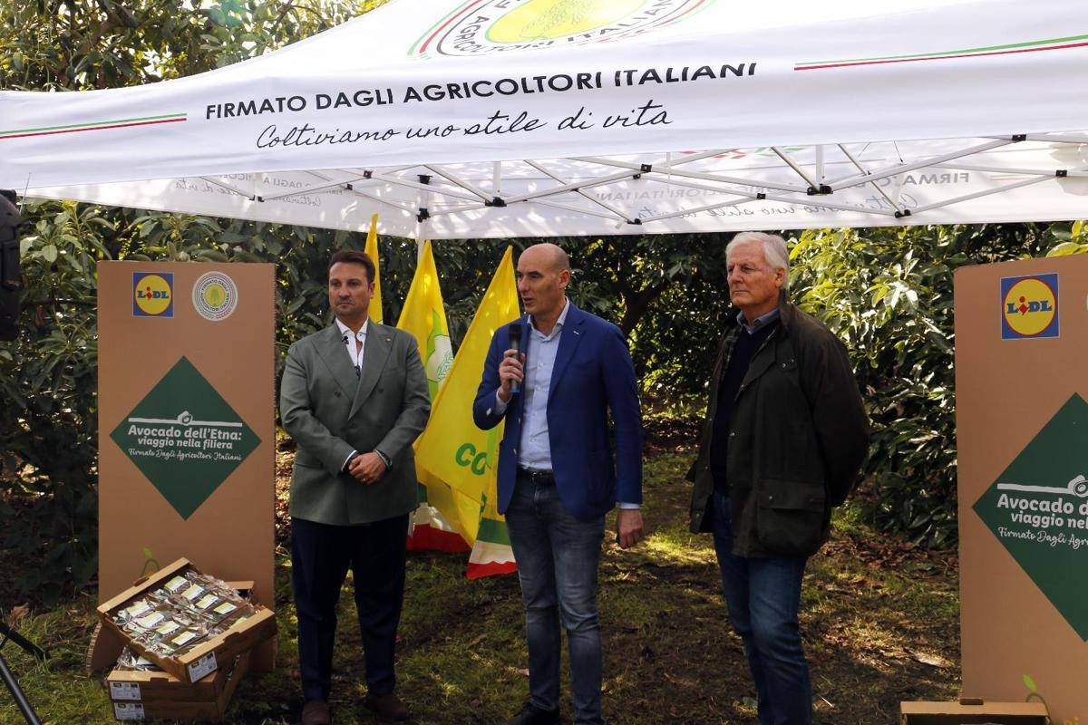 Lavocado siciliano conquista gli store Lidl Italia