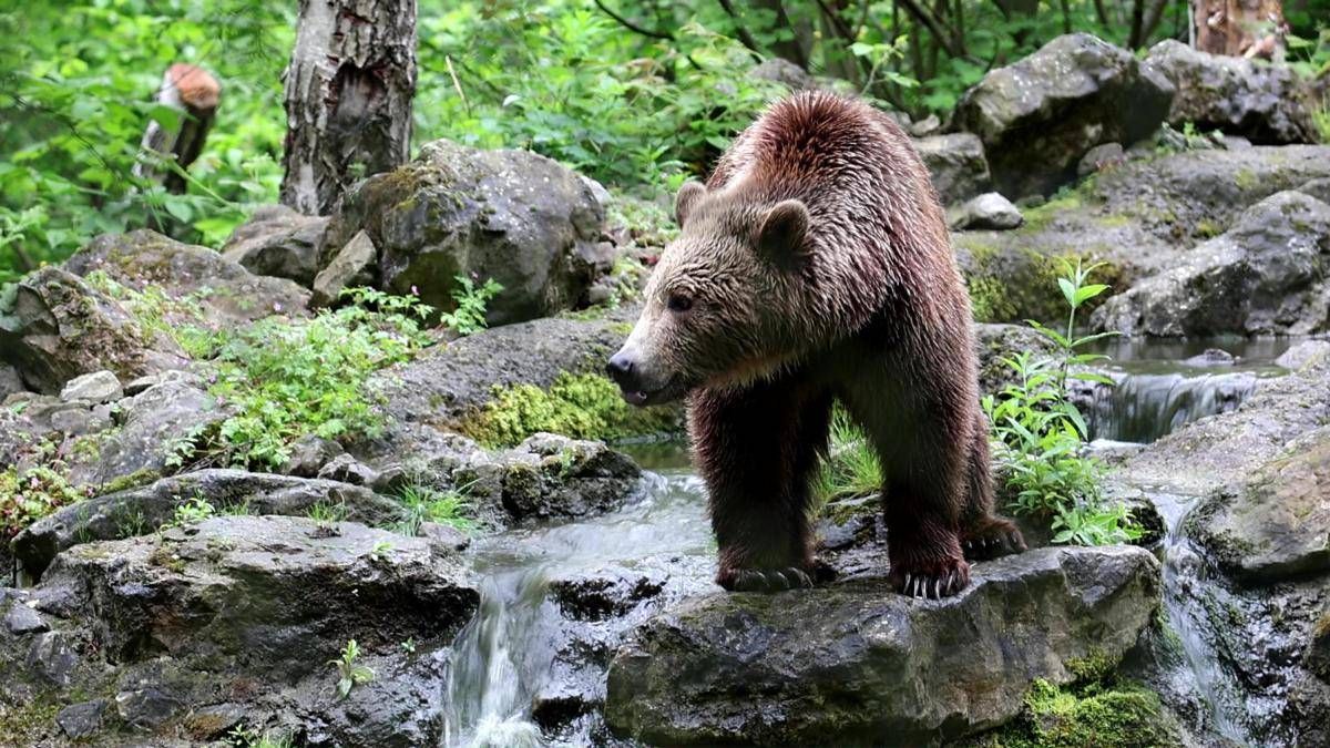 Orsi allattacco in Giappone dopo 12 morti e 100 feriti arriva lesercito