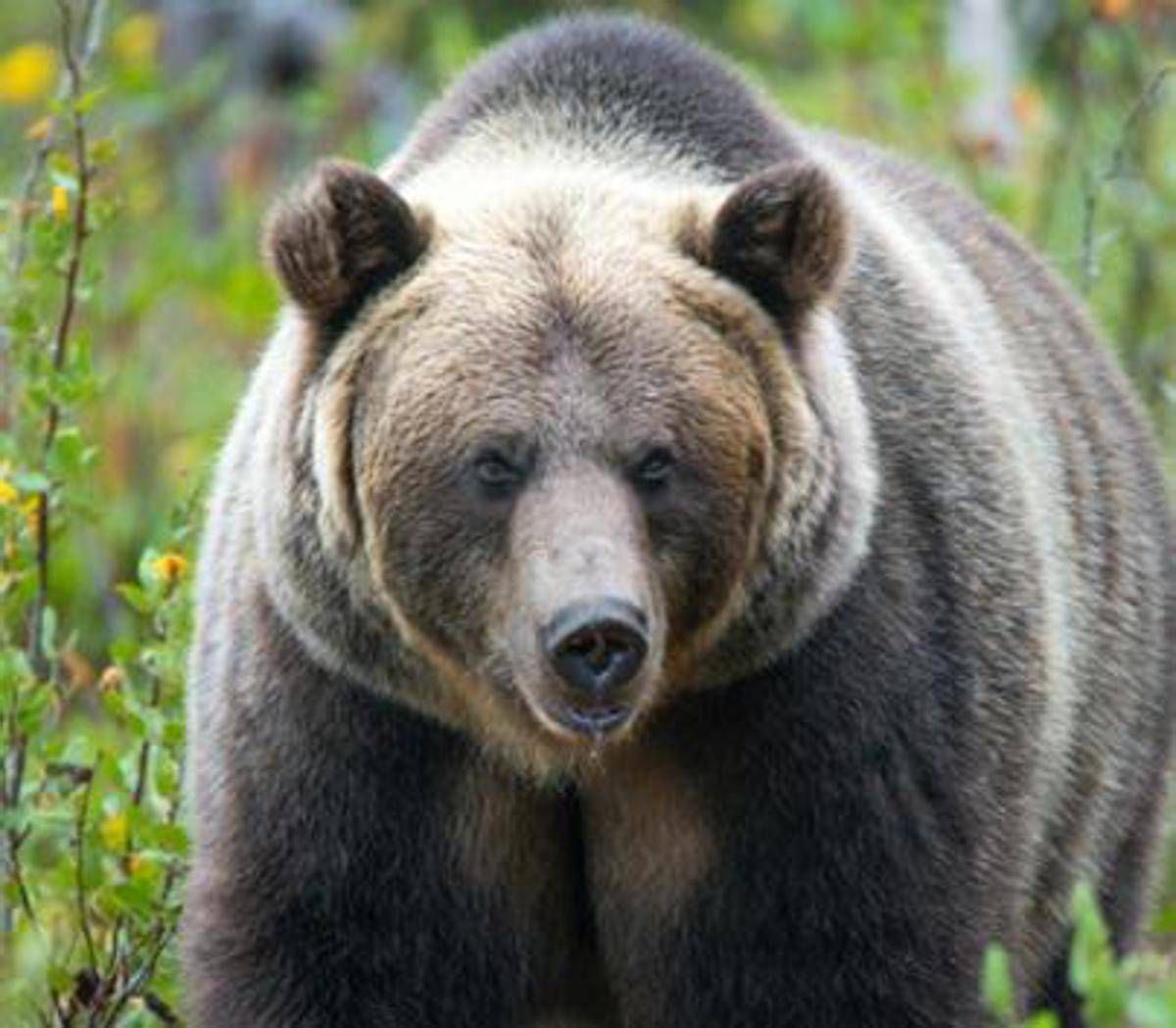 Paura in Canada orso grizzly aggredisce scolaresca un morto e 11 feriti