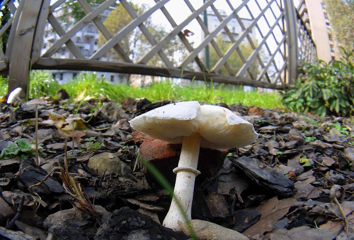 Si affidano al web per capire se i funghi sono commestibili due donne intossicate